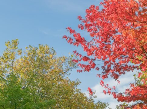Nature's Palette: How Seasonal Colors Impact Your Mood Nature's Palette: How Seasonal Colors Impact Your Mood
