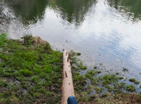 The Hidden Benefits of Forest Bathing on Mental Clarity